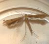 Emmelina monodactyla